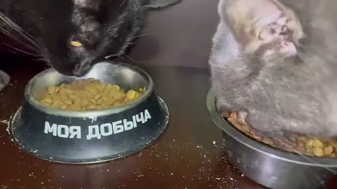 Видео-отзыв: Макс